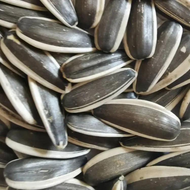 Top quality sunflower seeds 361 sunflower seeds kernels