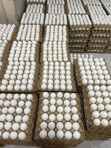 Fresh White Chicken Egs Wholesale Supply – product thumbnail, market insight supplier card