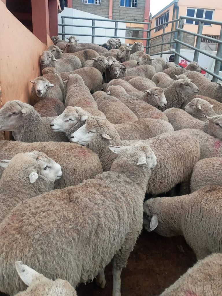 Frozen Halal Goat Carcass Image 4