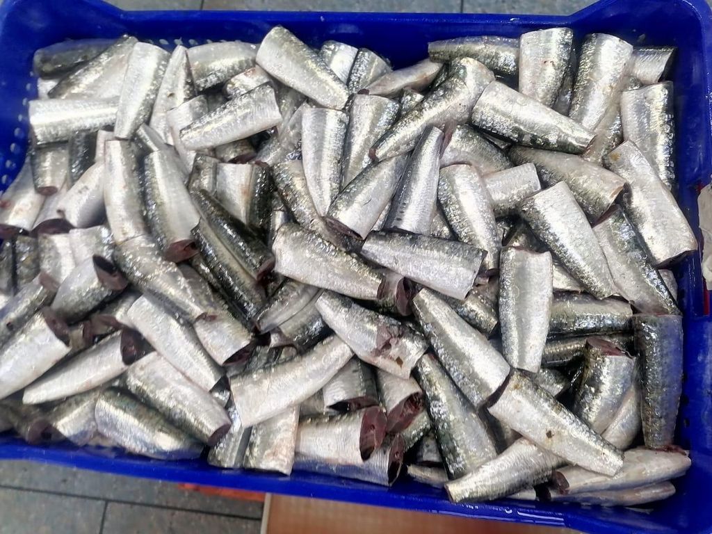 Frozen Sardine HGT – product thumbnail, market insight supplier card