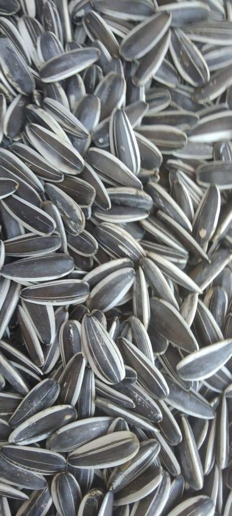 Premium quality Egyptian sunflower seeds  – product photo, product description