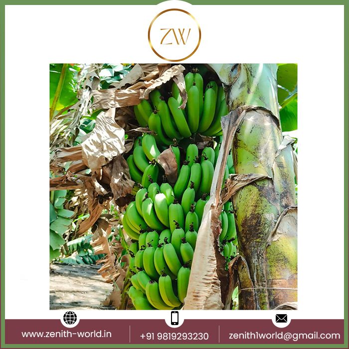 Most selling Premium Quality Fresh Bananas from Indian Supplier Buy Now at Affordable Price