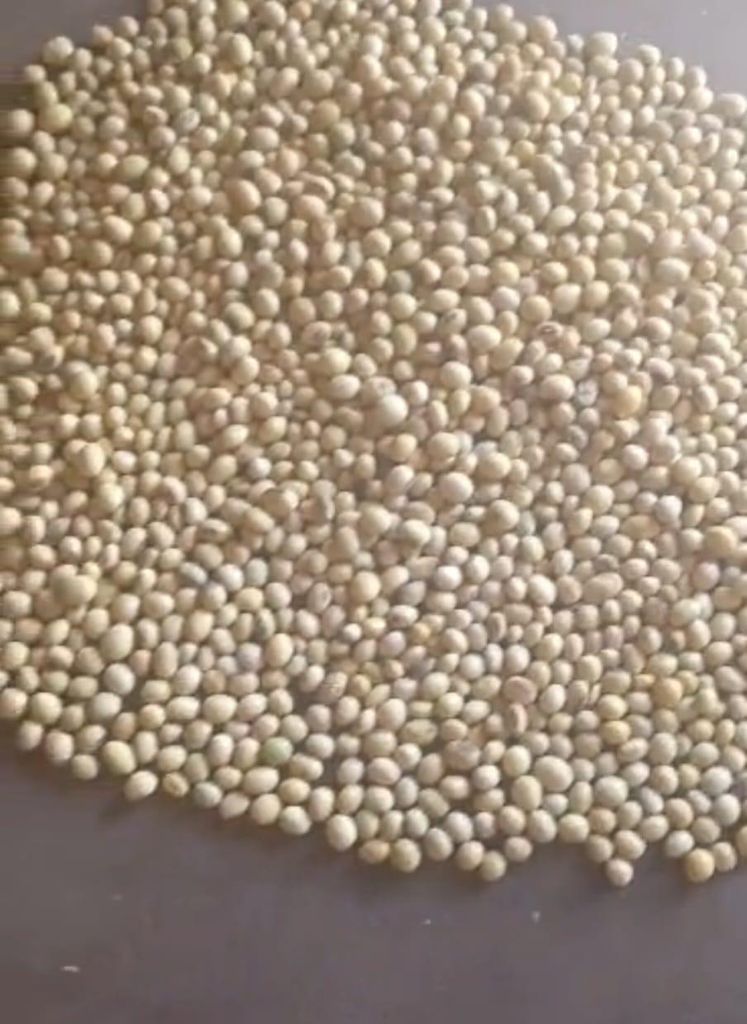 Soya Beans