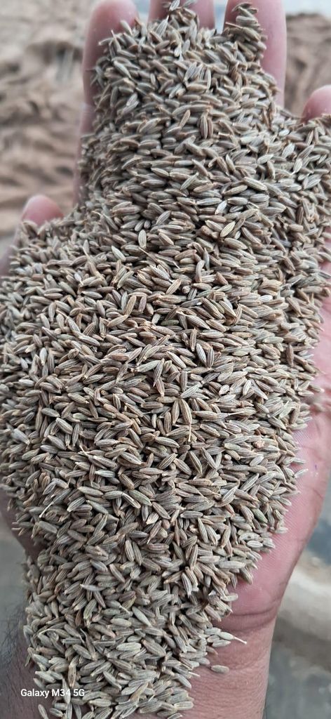Premium Cumin Seeds