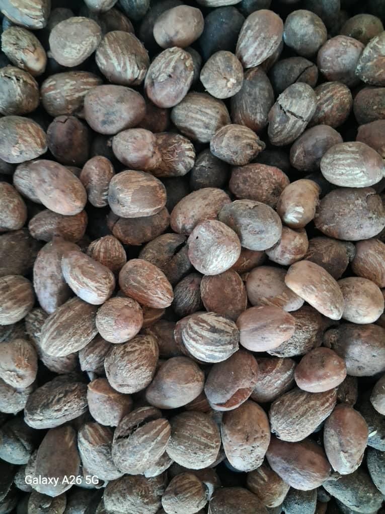 Shea Nut – product photo, product description
