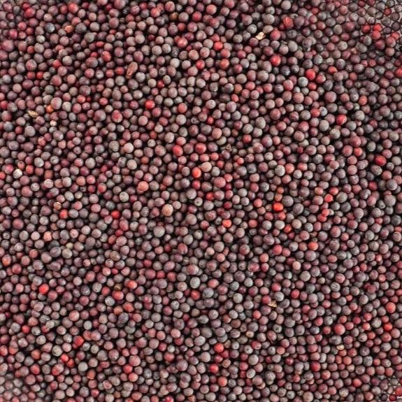 Indian Mustard Organic Spices & Herbs Dried Spices U2U312-UAthvikaSpice High Quality Pure Natural Fresh Black Mustard Seeds