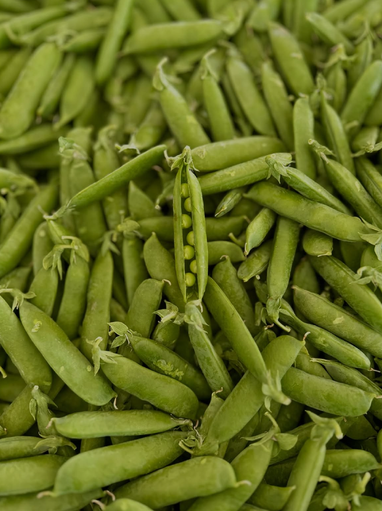 Dried PIGEON PEAS Export Quality | High-Quality Dried Pigeon Peas 1kg to 10kg Wholesale Supply – product thumbnail, market insight supplier card