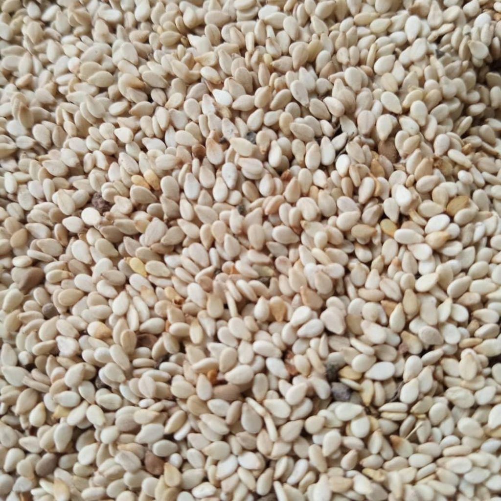 Sesame Seed