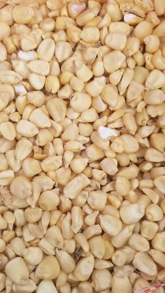 Maize