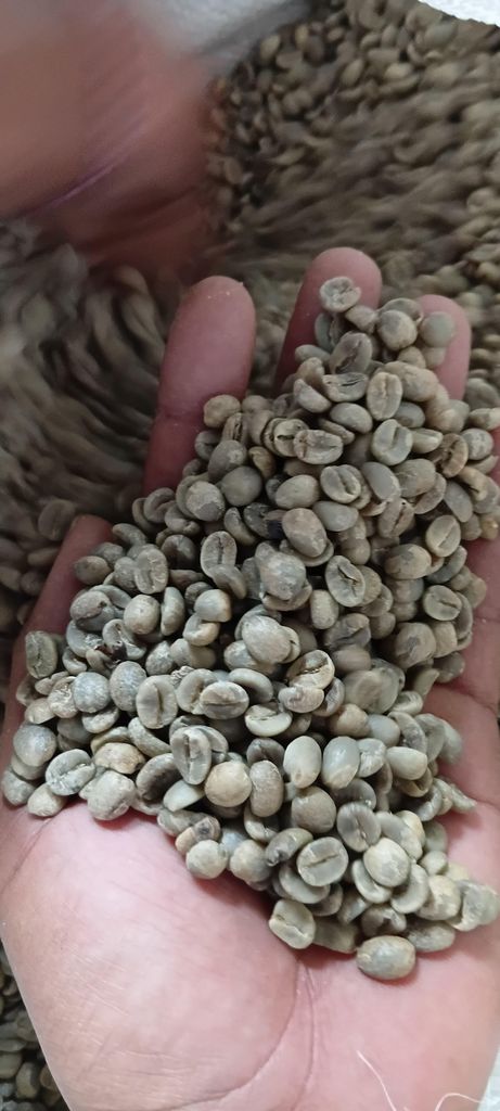 ARABICA GREEN COFFEE BEANS PREMIUM QUALITY FULL WASHED, CUPPING SCORE 85.3 – product thumbnail, market insight supplier card