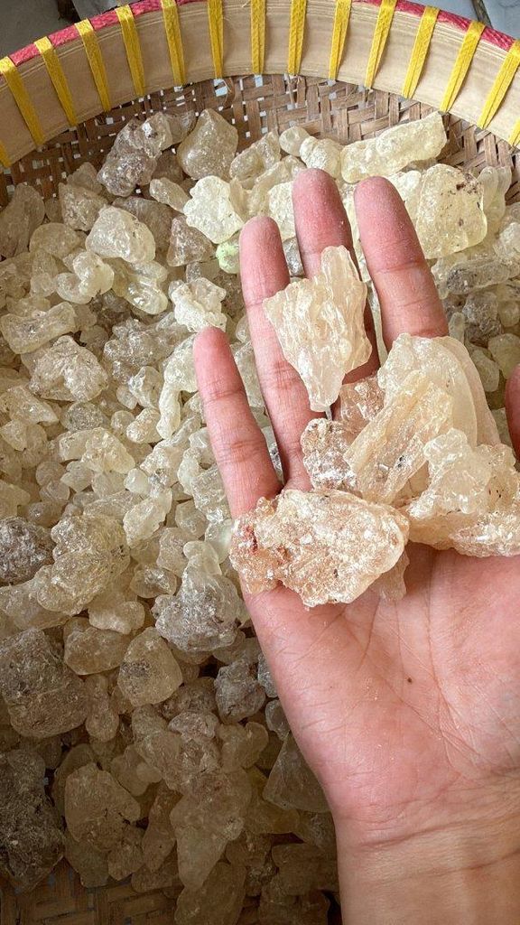 Gum Copal PWS