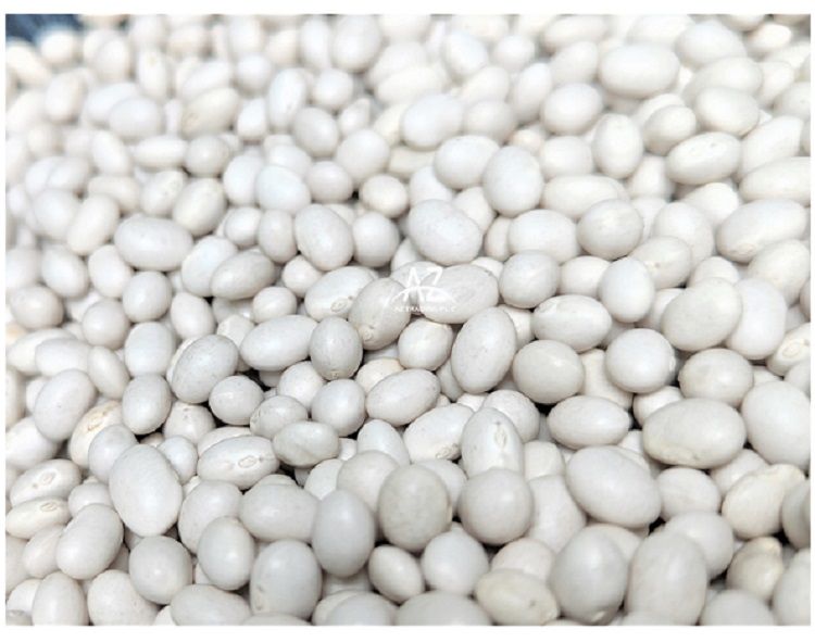 Ethiopian White Pea Beans Kidney Beans New Crop 2022 Fully Handpicked and machine cleaned purity 99% Bright white pea bean Ethi