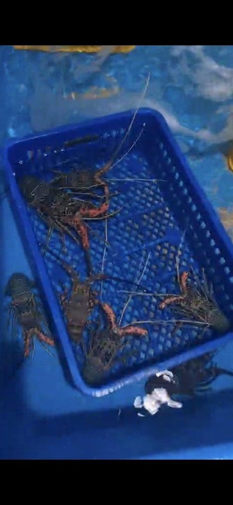 Bamboo lobster