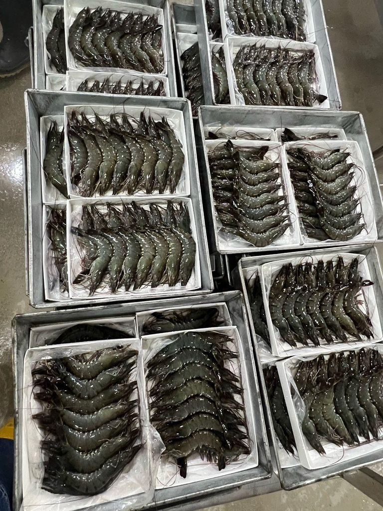 Frozen Black Tiger Prawn