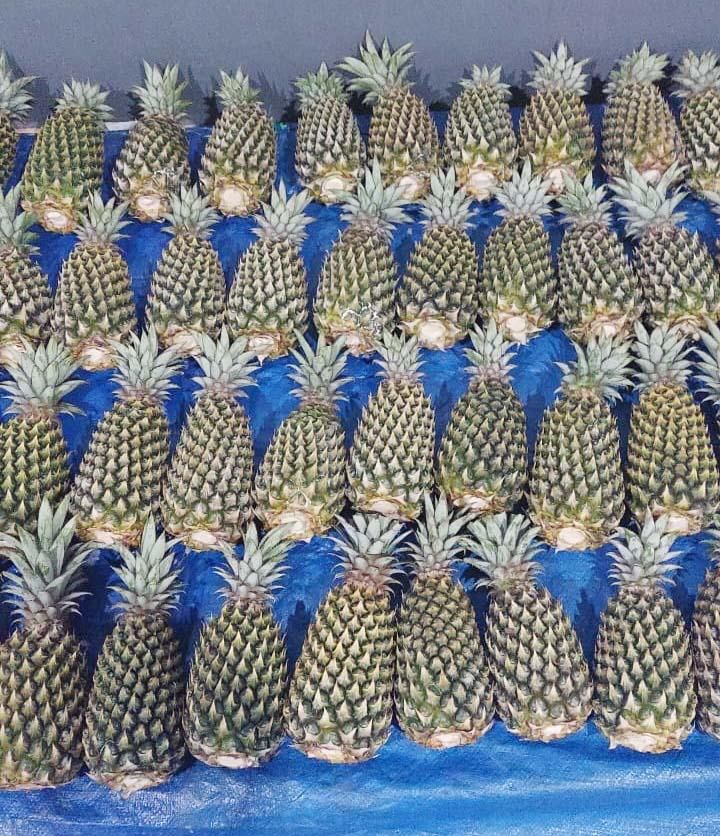 Harvested Pineapples
