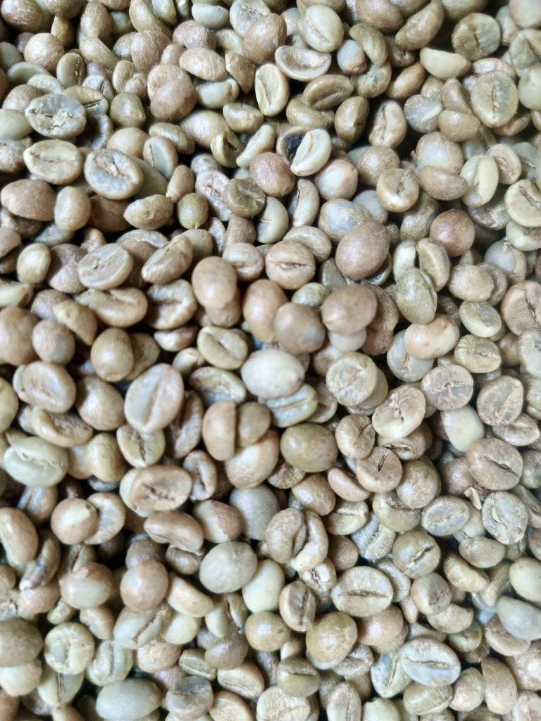 Indonesian Robusta Green Coffee Beans Grade 1 Special Quality Reliable Supply For Bulk – product thumbnail, market insight supplier card