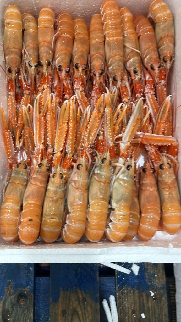 MOST RENOWNED NEPHROPS NORVEGICUS(LANGOUSTINE/SCAMPI) EXCEPTIONAL SEAFOOD WHOLE LOBSTER ON SALE – product thumbnail, market insight supplier card