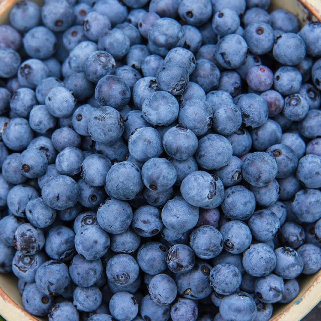 Blueberry Packaging