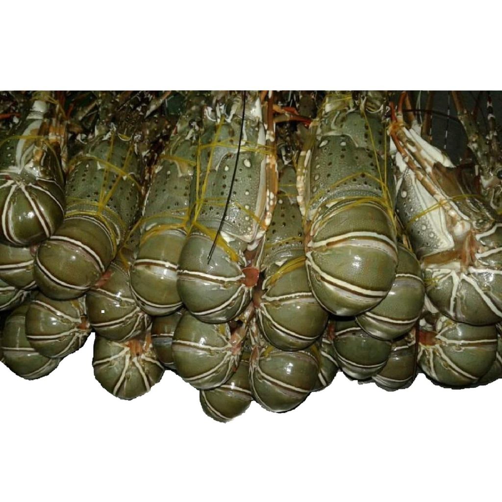Frozen Fresh Jumbo Size Live Rock Lobster Green Lobster with Whole Tail in Box Cooked and Dried Styles for Food