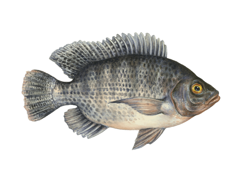 Tilapia Fish – product thumbnail, market insight supplier card