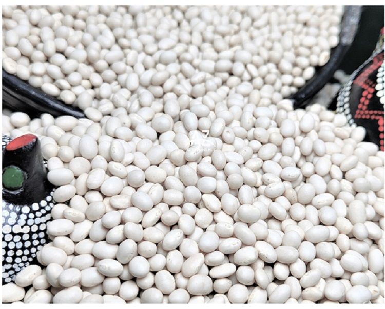 Ethiopian White Pea Beans Kidney Beans New Crop 2022 Fully Handpicked and machine cleaned purity 99% Bright white pea bean Ethi