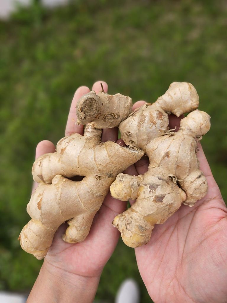 Fresh Ginger Products
