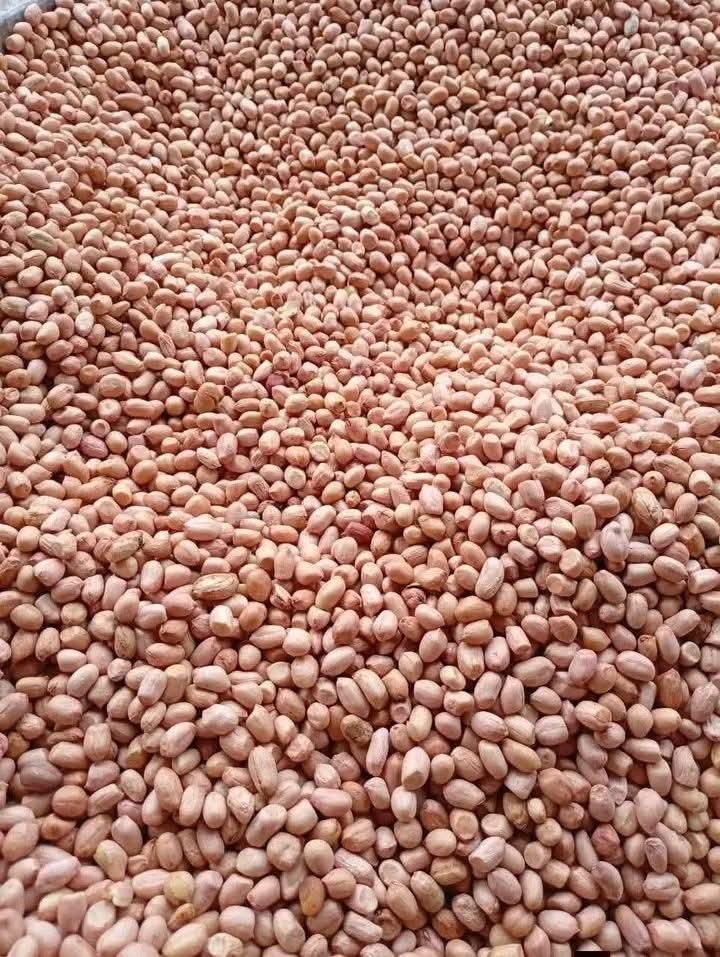 Groundnut/Peanut  – product photo, product description