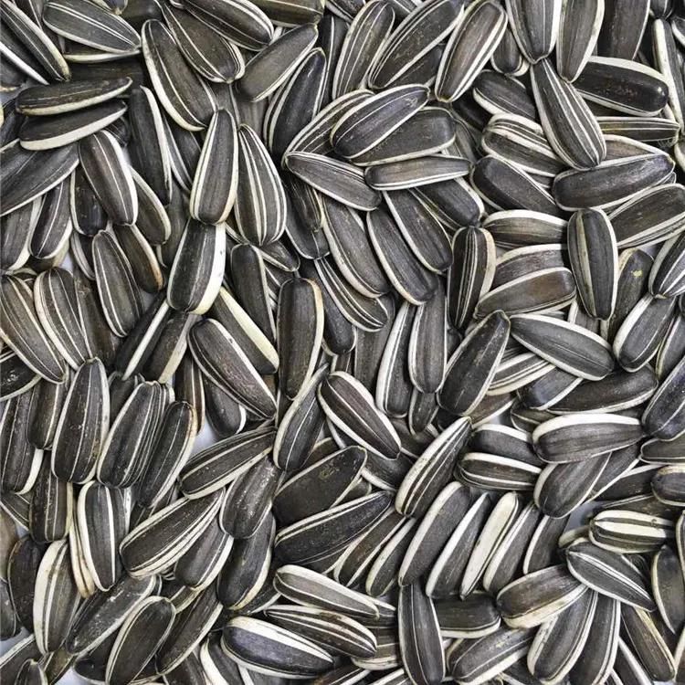 Top quality sunflower seeds 361 sunflower seeds kernels