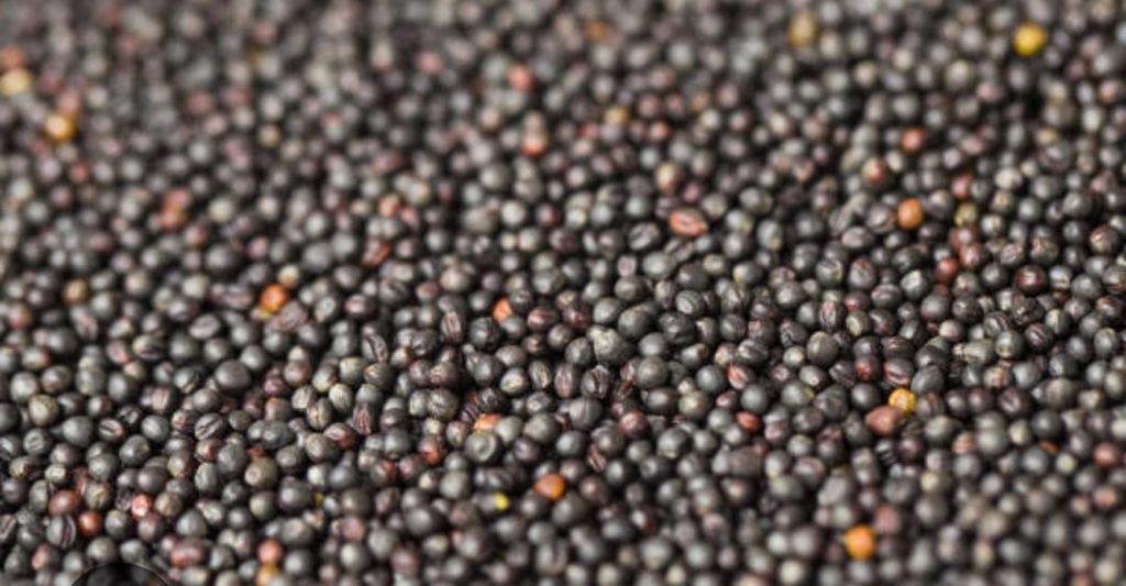 Premium Canola Seeds