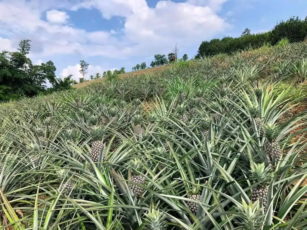 Fresh Pineapple
