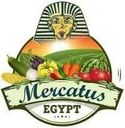 Mercatus Egypt – supplier logo, supplier contact card