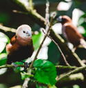 AVIAN FARM MALAYSIA SDN BHD