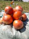 agro product export