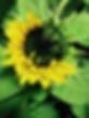 APRIL FLOWERS LTD