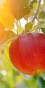 AVALON FRESH S.P.R.DE R.L. – supplier logo, supplier contact card