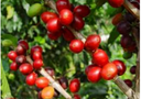 ASOCIACIONES AGROINDUSTRIALES SERRANAS – supplier logo, supplier contact card