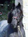 ARON-HORSES