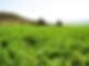 BAILEY FARMS INTERNATIONAL LLC – supplier logo, supplier contact card