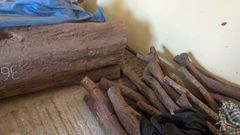 Pterocarpus Santalinus- Red Sandalwood - Zitan wood - Image 2