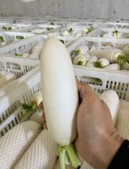 white radish Color White Texture Crisp, Juicy Weight 0.5–2kg Per Piece Origin Premium Planting Areas In China Logistics Reliable Cold-chain Logistics - Image 3