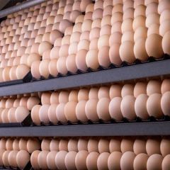 Hatching Eggs