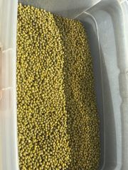 Green Mung Beans 4+ mm Polished, Whole Vigna Radiata, Bulk Wholesale, Uzbekistan, Crop 2026 – product photo 5, product detail gallery