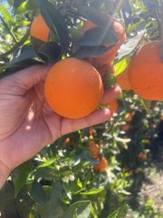 ORANGE - Image 5