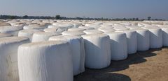 Corn Silage Quality A+ Grade Quality Packaging 850/Kg - 950/Kg - Image 2
