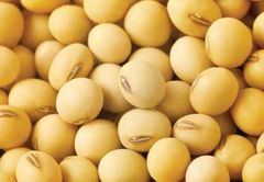 Nigerian Soybeans (Soya Beans) - Image 2