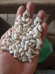 WHITE KIDNEY BEANS Grade AA Crop Year 2025 Origin Tanzania Type WHITE BEANS Packaging 50KG BAGS Max. Moisture (%) 12 Shelf Life 24 MONTHS - Image 2