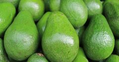 Newest Crop Fresh Avocado Fresh Vegetables With The Best Quality And Competitive Price From Viet Nam – product photo 2, product detail gallery