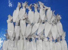 Frozen Whole Cleaned Squid | IQF | Premium Quality | Wholesale Supplier & Exporter India desticrepation - Image 2