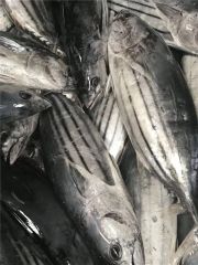 Skipjack Tuna - High Quality Frozen Seafood - Image 1