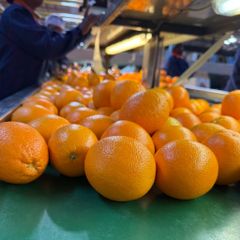 FRESH MIDKNIGHT VALENCIA ORANGE FOR SALE!! CLASS 1 EXPORT QUALITY MIDKNIGHT VALENCIA ORANGES FOR EXPORT – product photo 1, product detail gallery